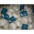 Export New Crop Pure White Chinese Garlic